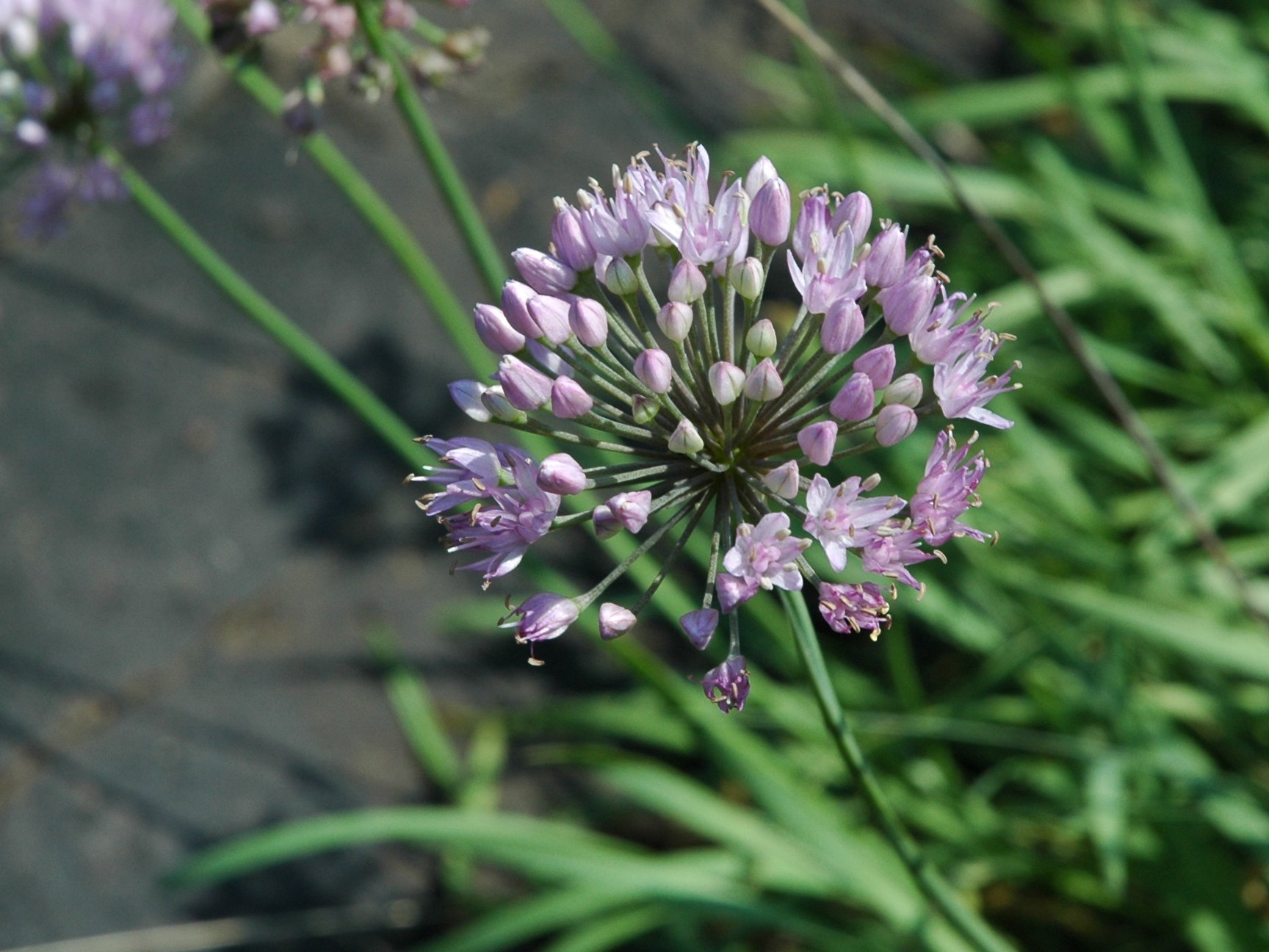 Allium cfr.lusitanicum